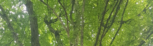 wald